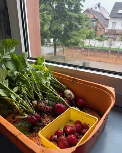 Die Garten-AG feiert ihre erste Ernte!